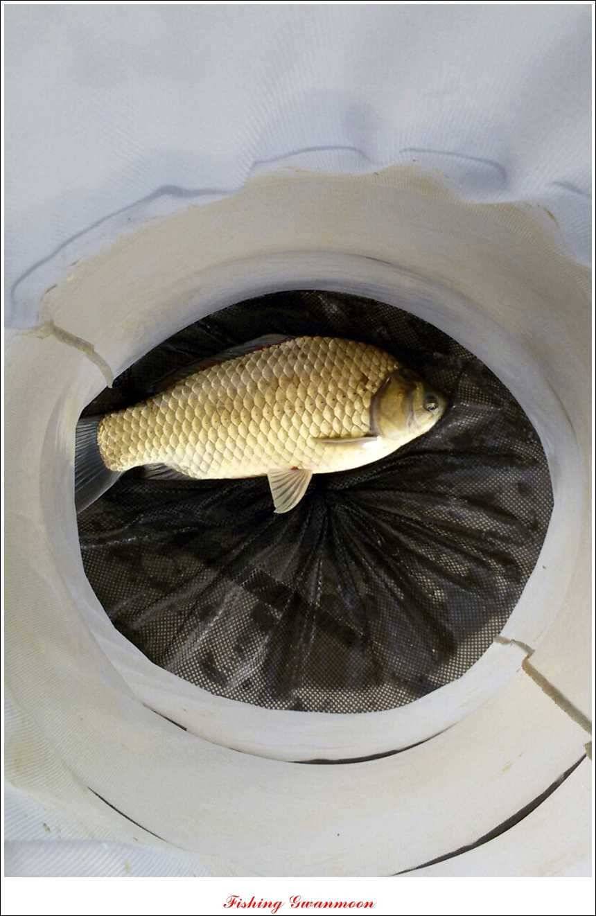 대류 한버들 45 cm44 cm36 cm화곡지 월척들 (조황조행기 - 특파원조황)