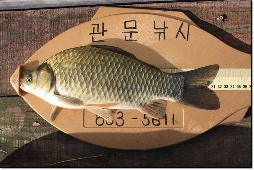 충주호 오름수위 (조황조행기 - 특파원조황)