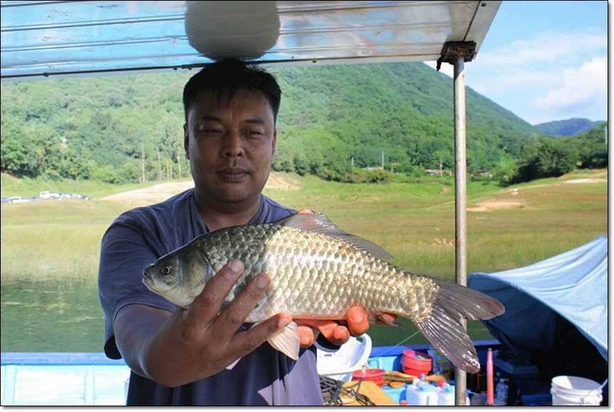 충주호 오름수위 (조황조행기 - 특파원조황)