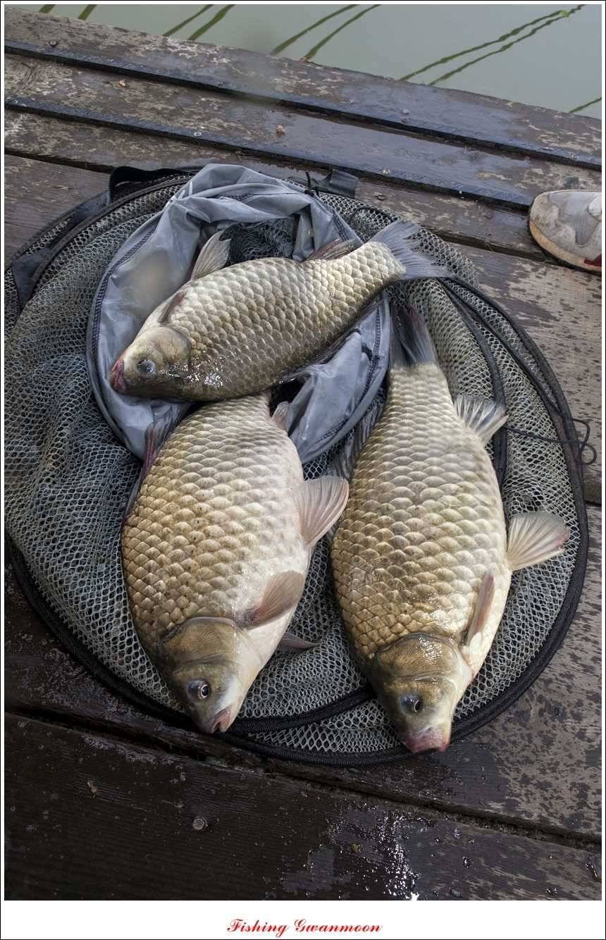 대류 한버들 45 cm44 cm36 cm화곡지 월척들 (조황조행기 - 특파원조황)
