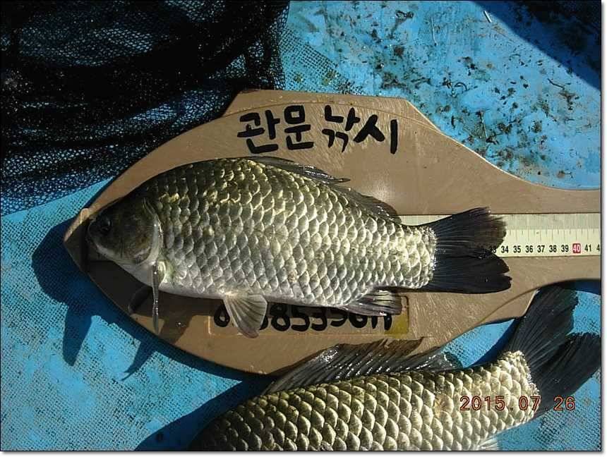 충주호 오름수위 (조황조행기 - 특파원조황)
