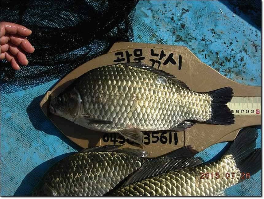 충주호 오름수위 (조황조행기 - 특파원조황)