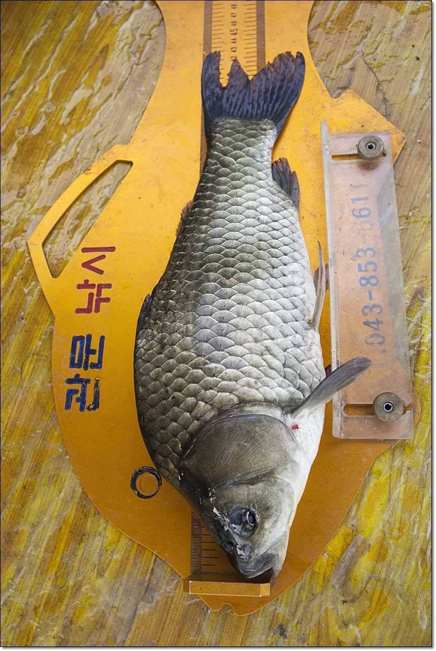 신매 43 cm 대물 (조황조행기 - 특파원조황)