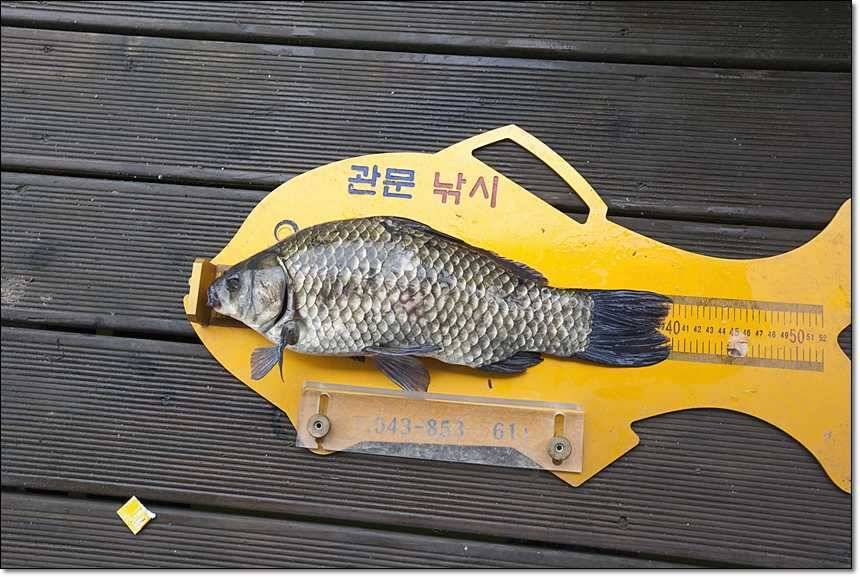 충주호 오름수위 (조황조행기 - 특파원조황)