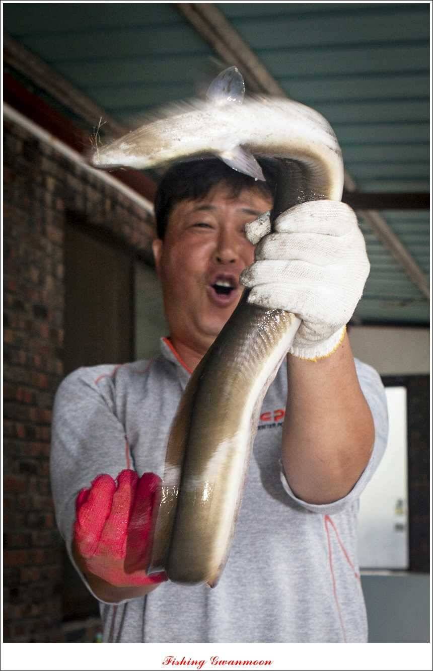 문골 키로장어한버들 마릿수실리곡 마릿수 조황 (조황조행기 - 특파원조황)