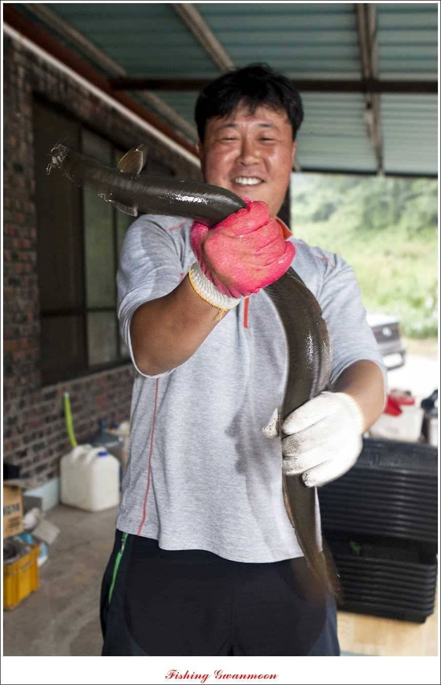 문골 키로장어한버들 마릿수실리곡 마릿수 조황 (조황조행기 - 특파원조황)