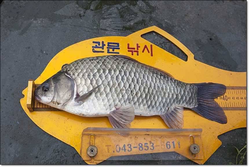 충주호그리고대물 (조황조행기 - 특파원조황)