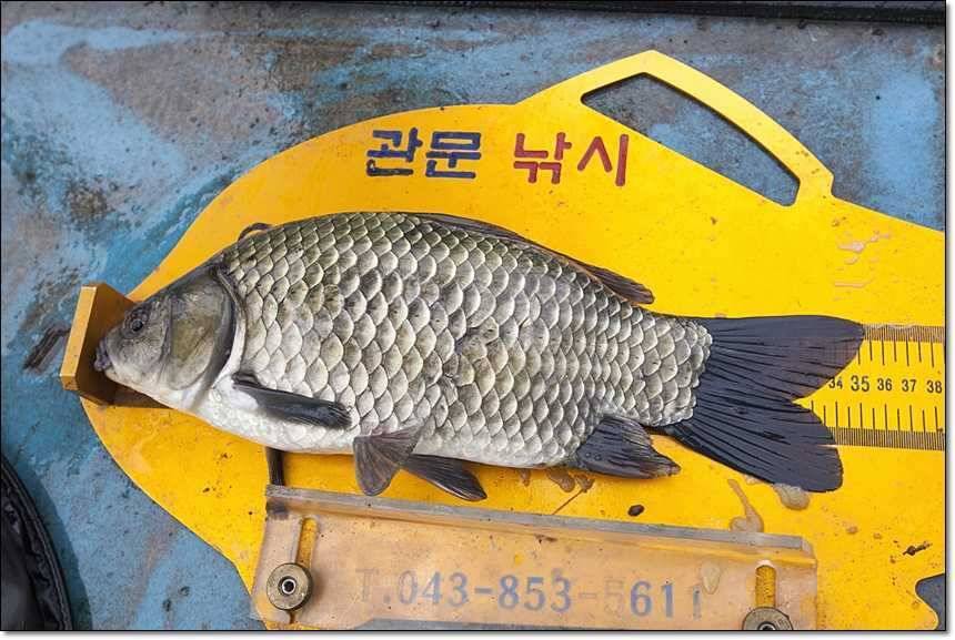 충주호그리고대물 (조황조행기 - 특파원조황)