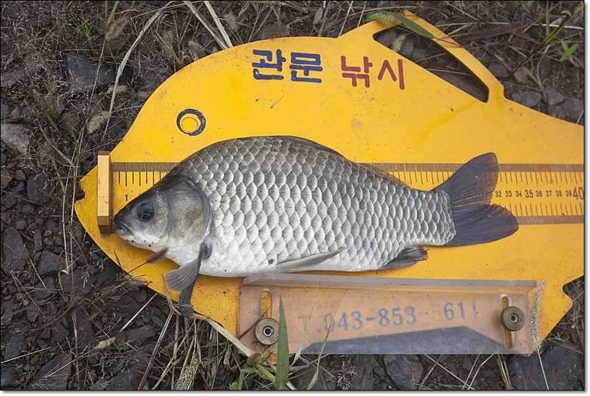 충주호그리고대물 (조황조행기 - 특파원조황)