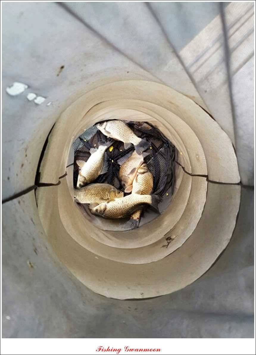 대류 한버들 45 cm44 cm36 cm화곡지 월척들 (조황조행기 - 특파원조황)