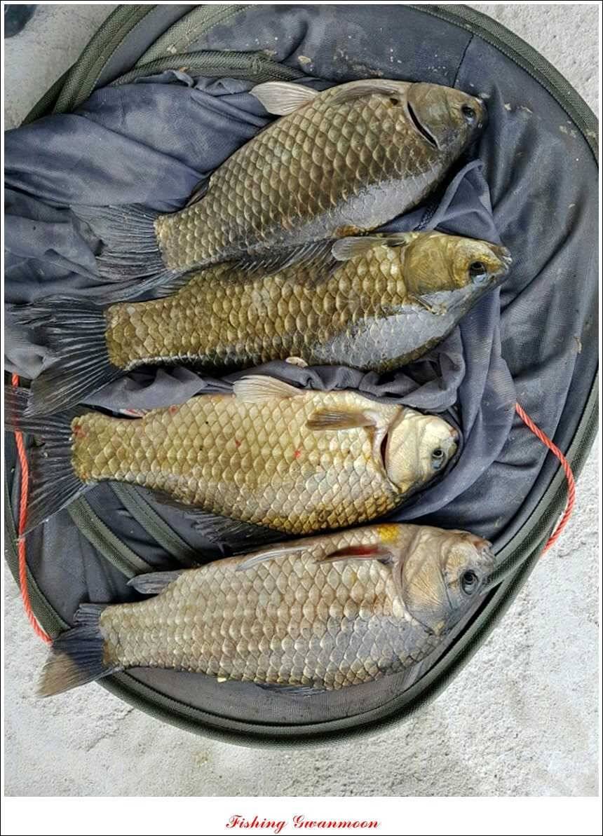 대류 한버들 45 cm44 cm36 cm화곡지 월척들 (조황조행기 - 특파원조황)