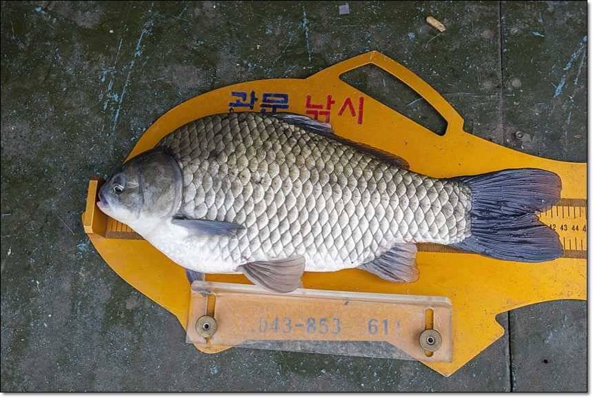 병호 사짜대형 향어 (조황조행기 - 특파원조황)