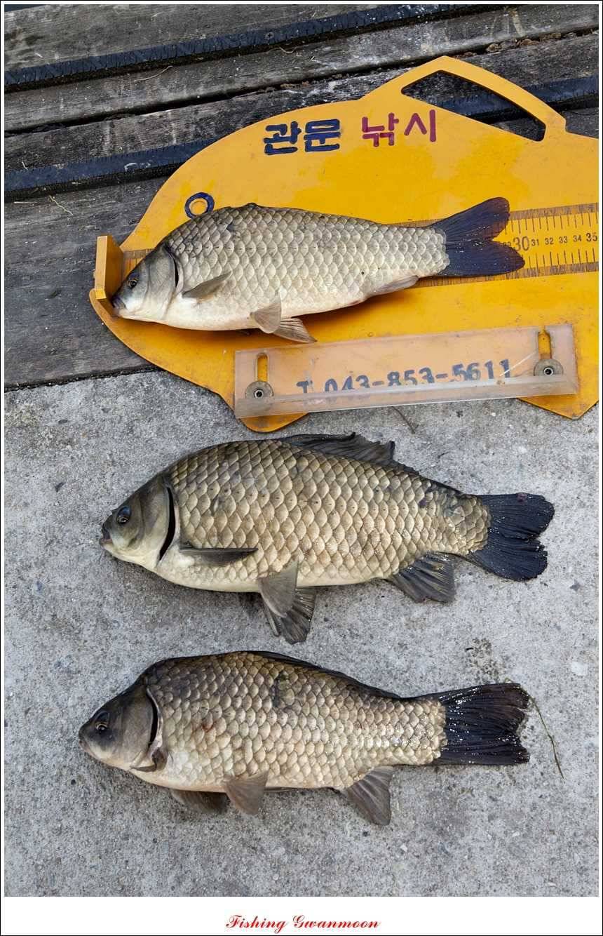 대류 한버들 45 cm44 cm36 cm화곡지 월척들 (조황조행기 - 특파원조황)