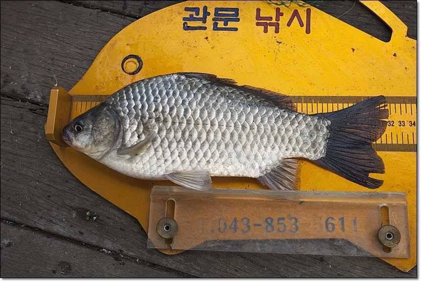 병호 사짜대형 향어 (조황조행기 - 특파원조황)