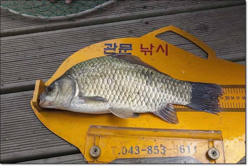 병호 사짜대형 향어 (조황조행기 - 특파원조황)