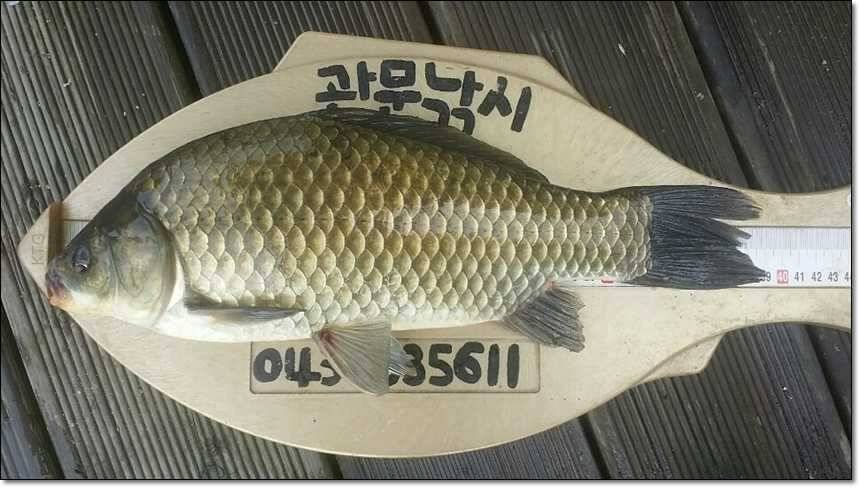 병호 사짜대형 향어 (조황조행기 - 특파원조황)