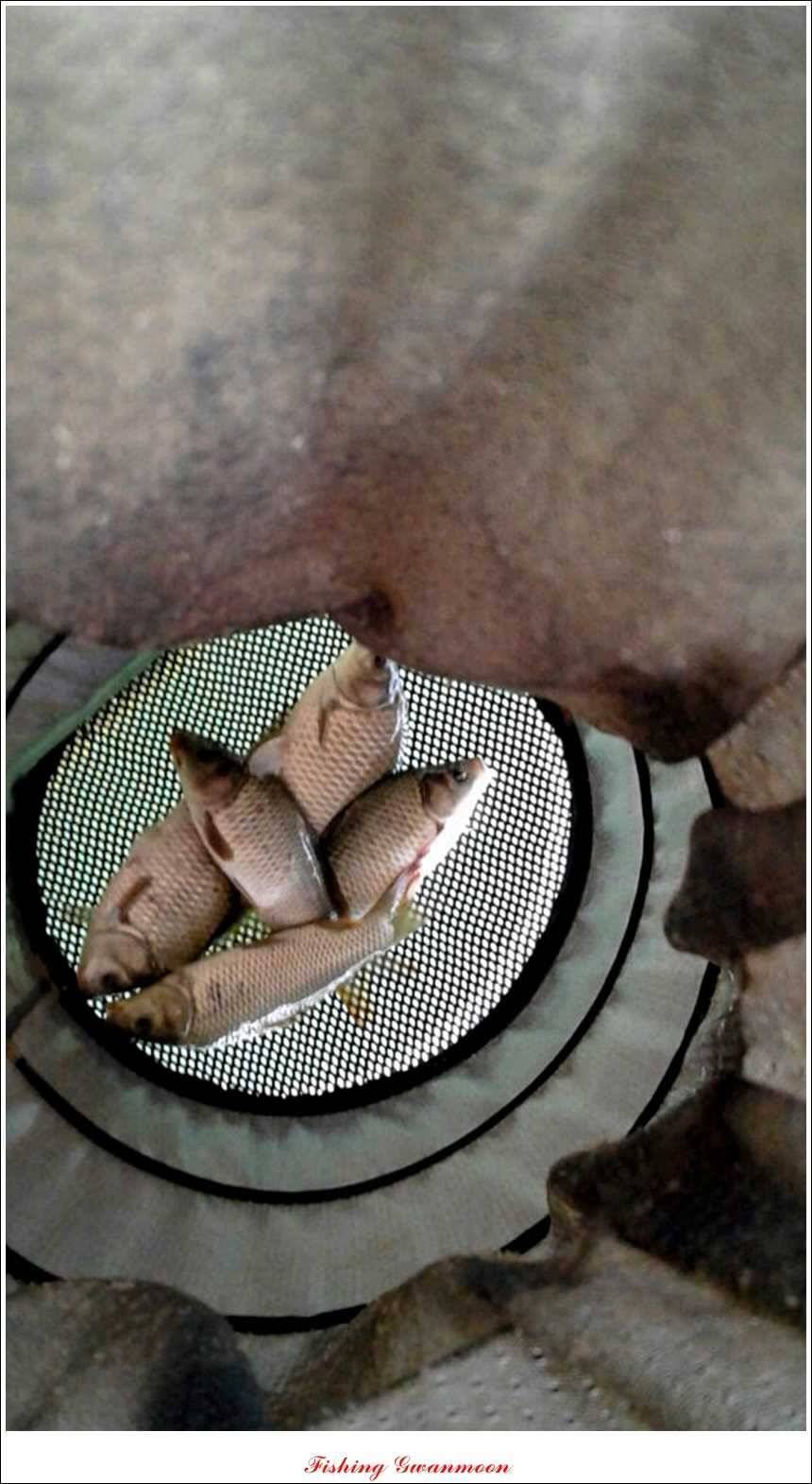 실리곡돌감한버들 조황 (조황조행기 - 특파원조황)