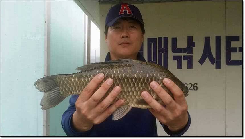 병호 사짜대형 향어 (조황조행기 - 특파원조황)