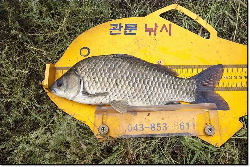 병호 사짜대형 향어 (조황조행기 - 특파원조황)