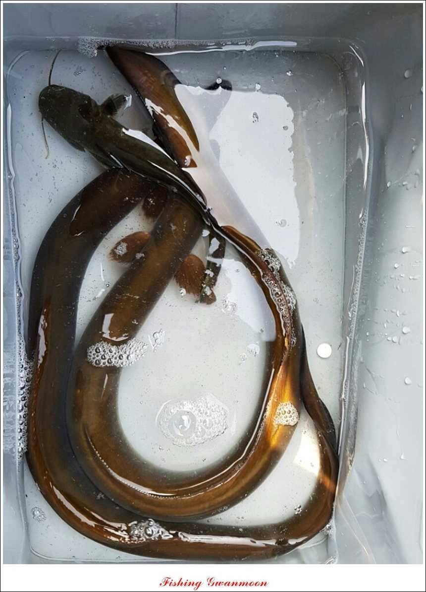 늘푸른 장어실리곡제일 달천강 월척 (조황조행기 - 특파원조황)