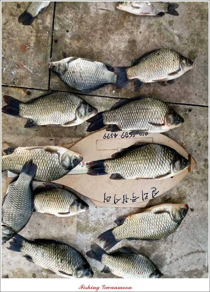 문골 키로장어한버들 마릿수실리곡 마릿수 조황 (조황조행기 - 특파원조황)