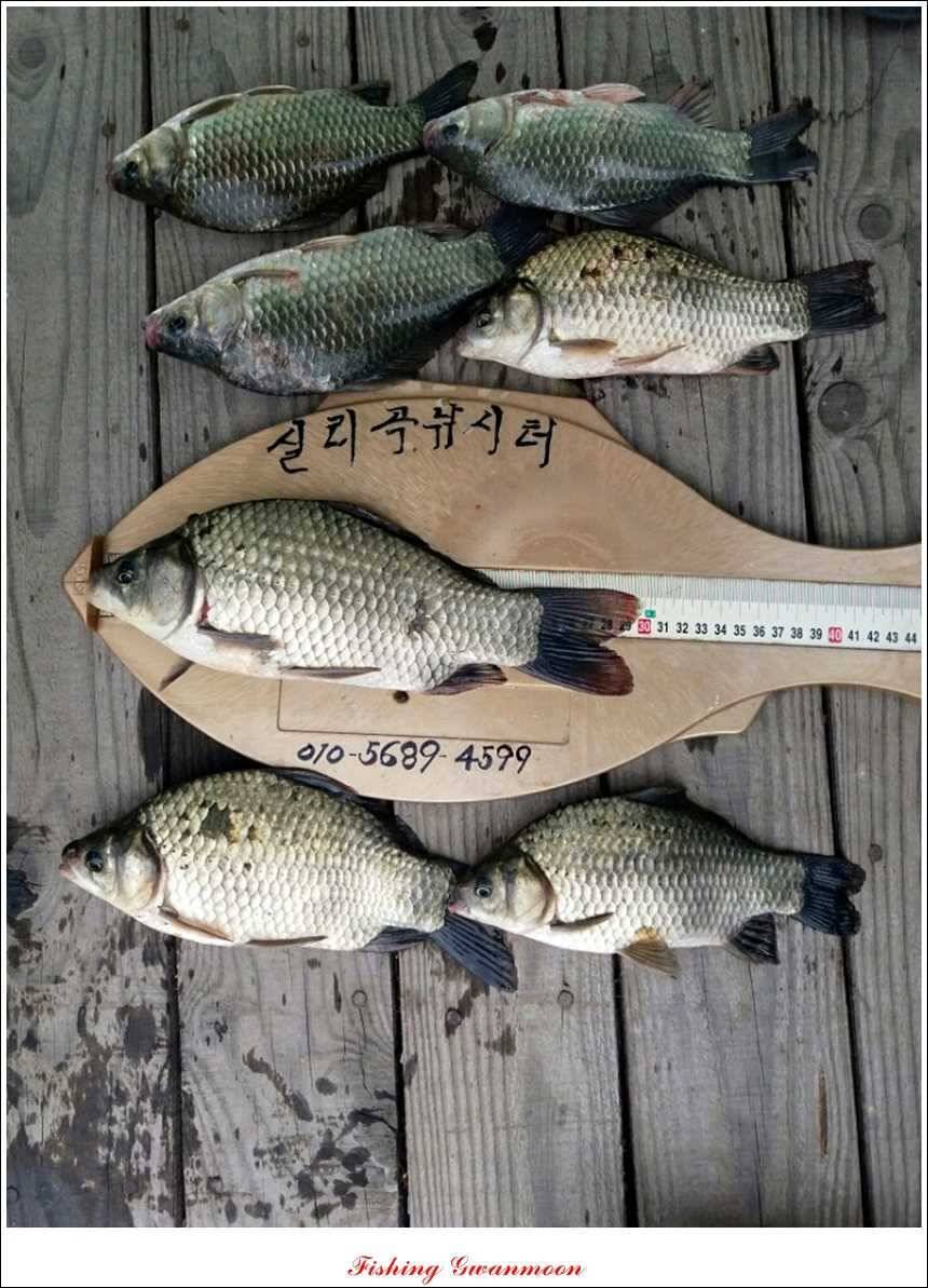 가을 문턱에 들어서는 충주호 (조황조행기 - 특파원조황)