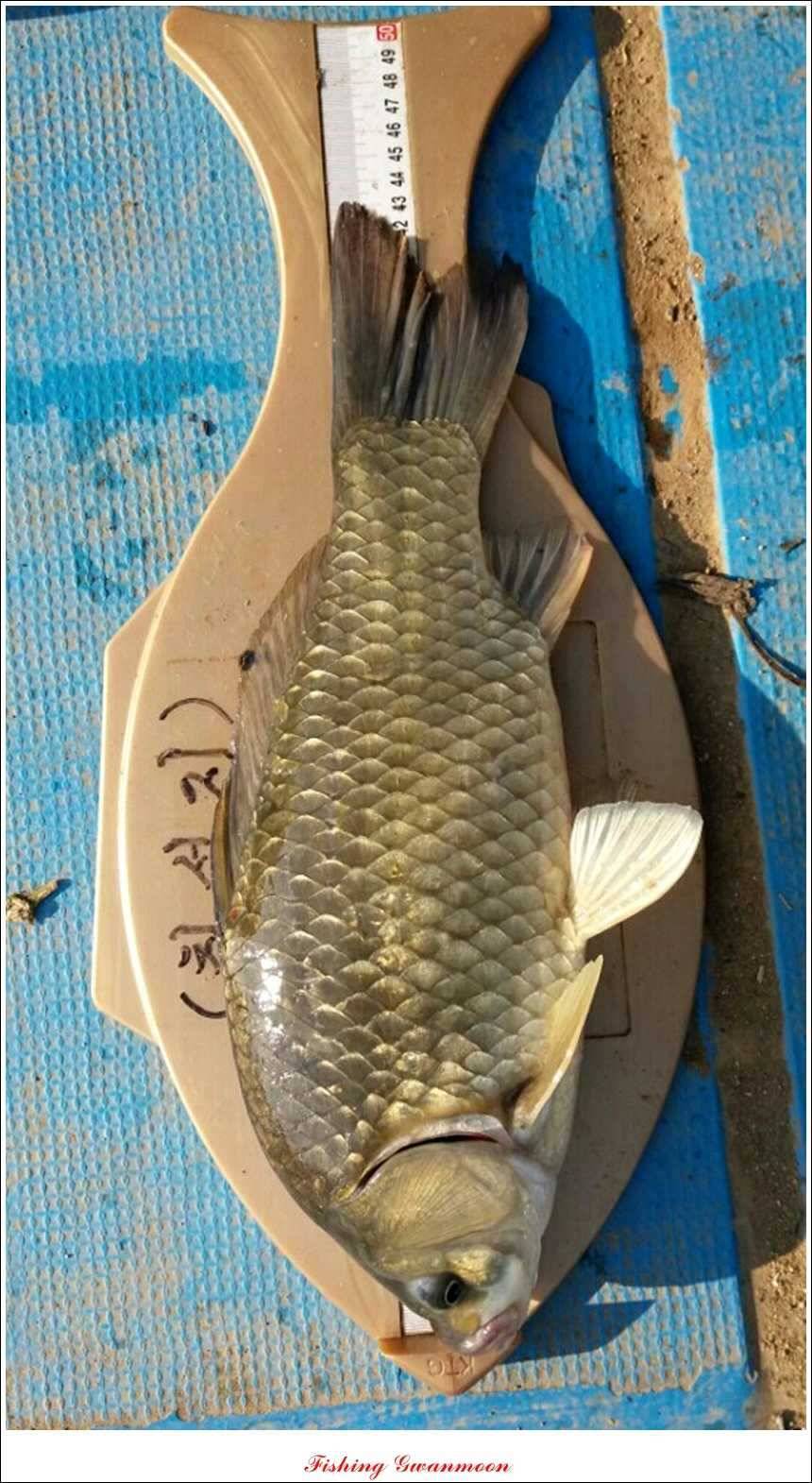 솔 낚시터 사짜38 cm칠성지 사짜 (조황조행기 - 특파원조황)