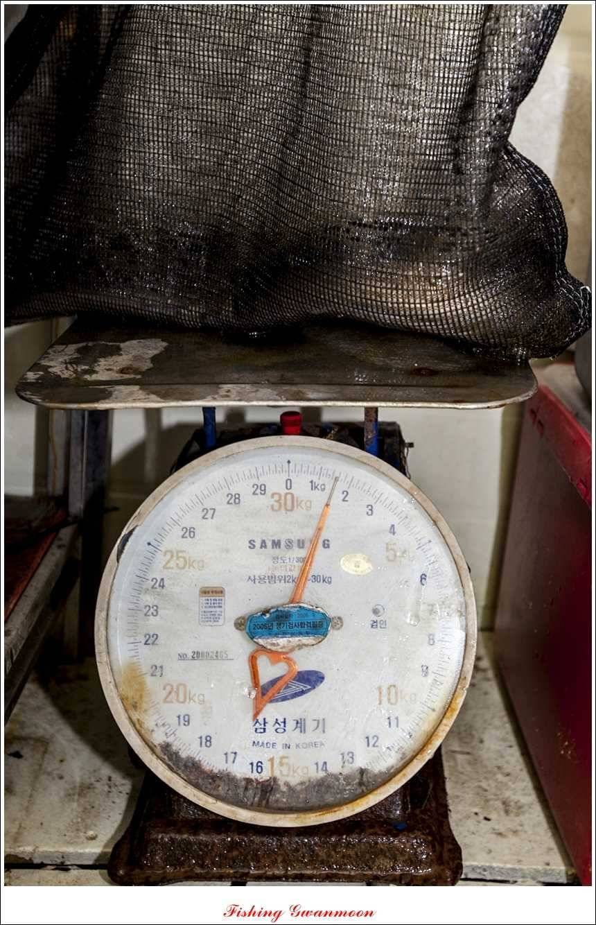 늘푸른 15 kg 대물 장어 (조황조행기 - 특파원조황)