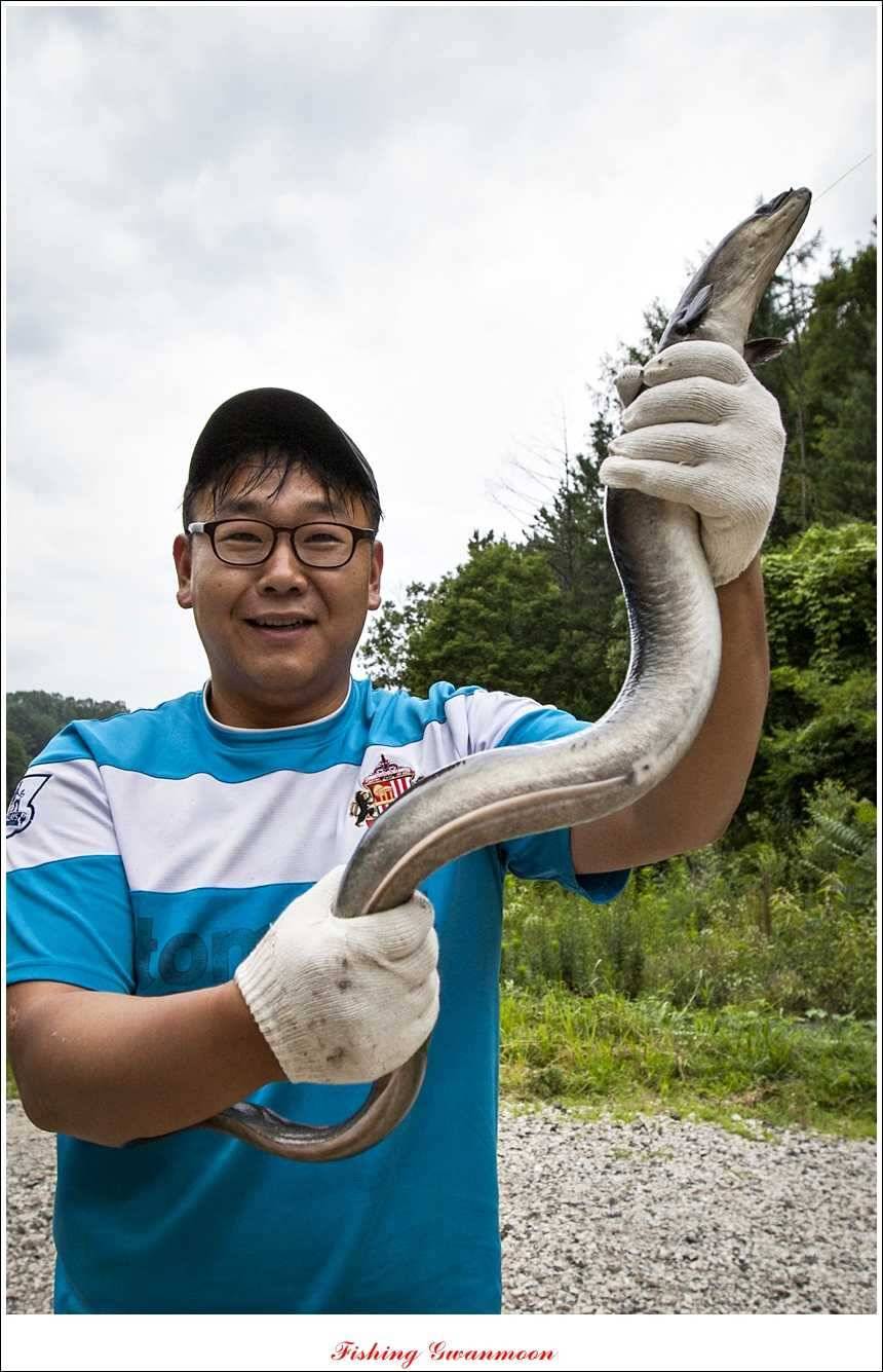 늘푸른 15 kg 대물 장어 (조황조행기 - 특파원조황)