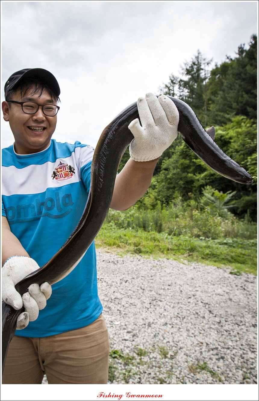 늘푸른 15 kg 대물 장어 (조황조행기 - 특파원조황)