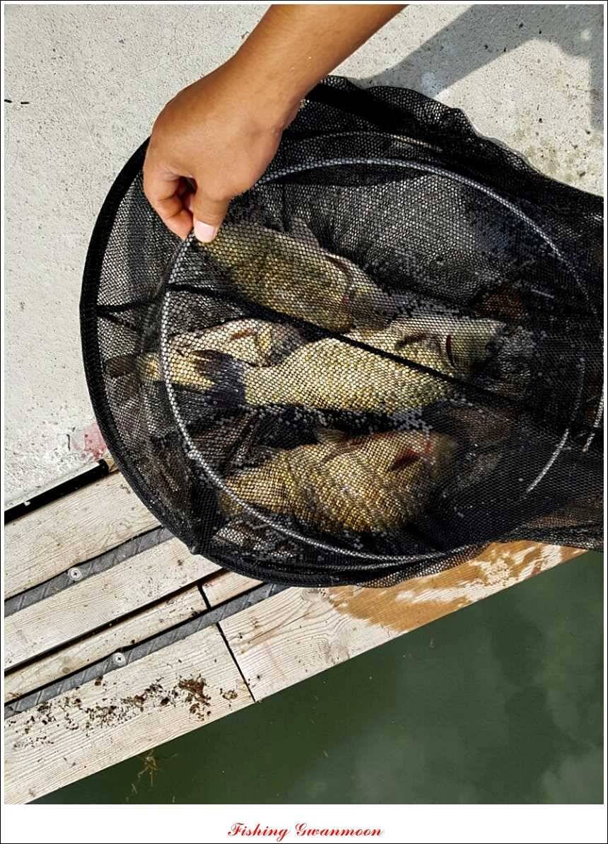 실리곡화곡지달천강 조황 (조황조행기 - 특파원조황)