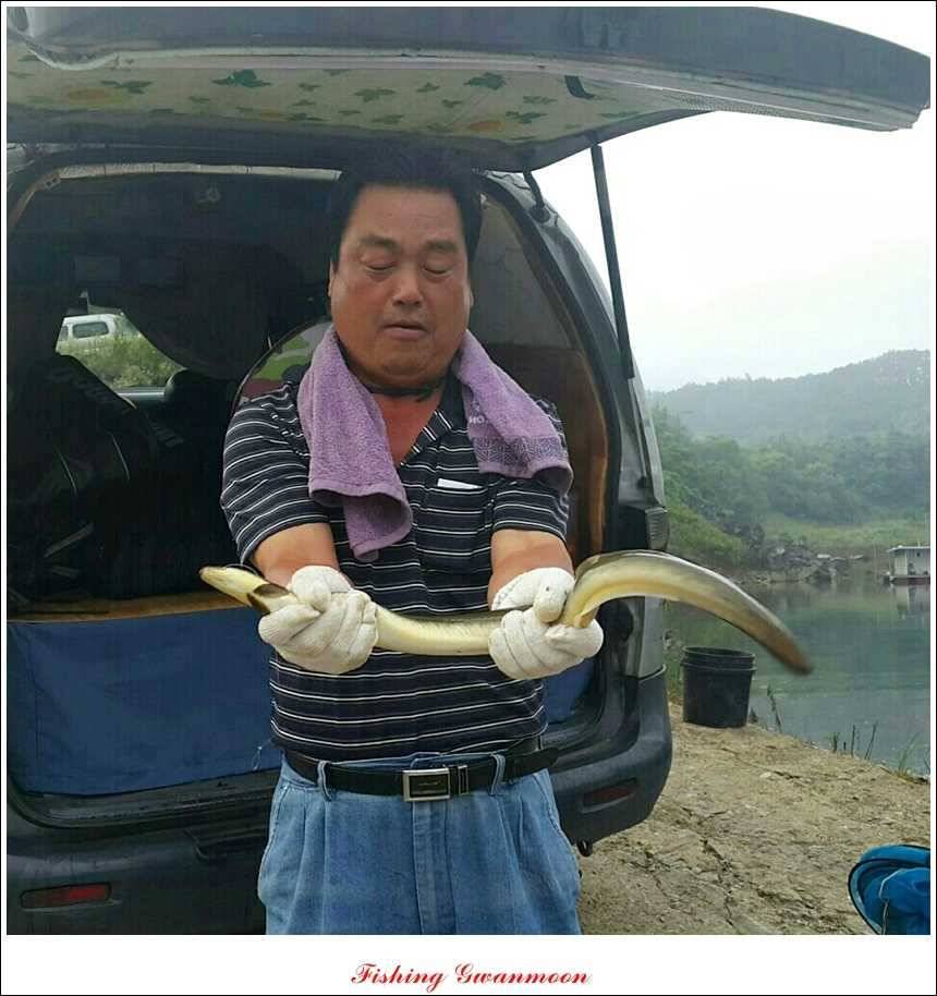 돌감병호늘푸른한버들화곡지 조황 (조황조행기 - 특파원조황)