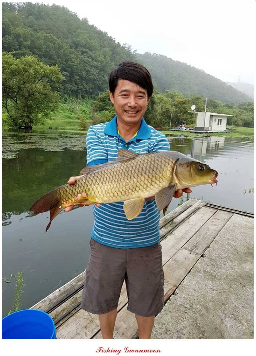 돌감병호늘푸른한버들화곡지 조황 (조황조행기 - 특파원조황)