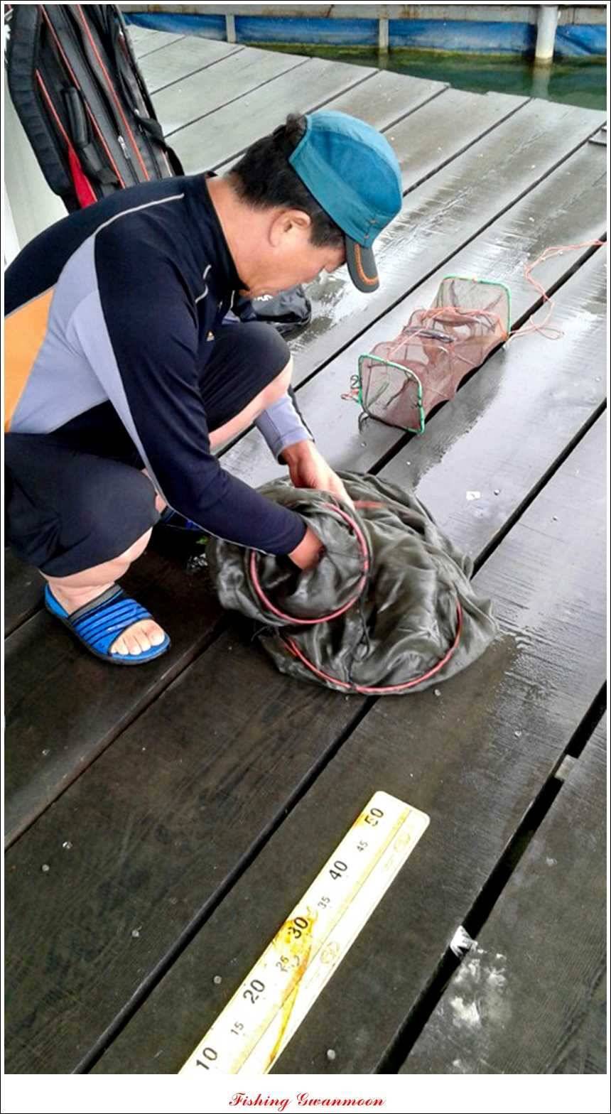 신매 사짜한버들 월척윤 장어 조황 (조황조행기 - 특파원조황)