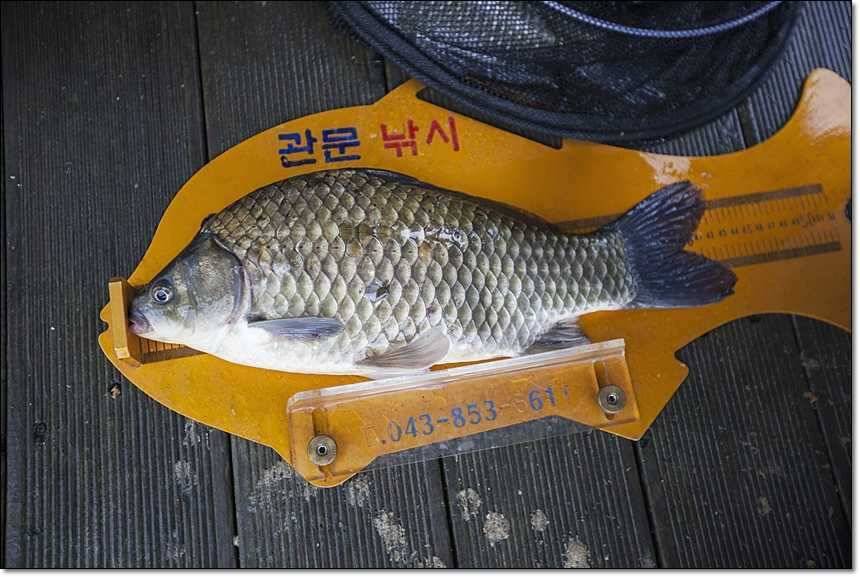 신매 사짜병호 사짜 (조황조행기 - 특파원조황)