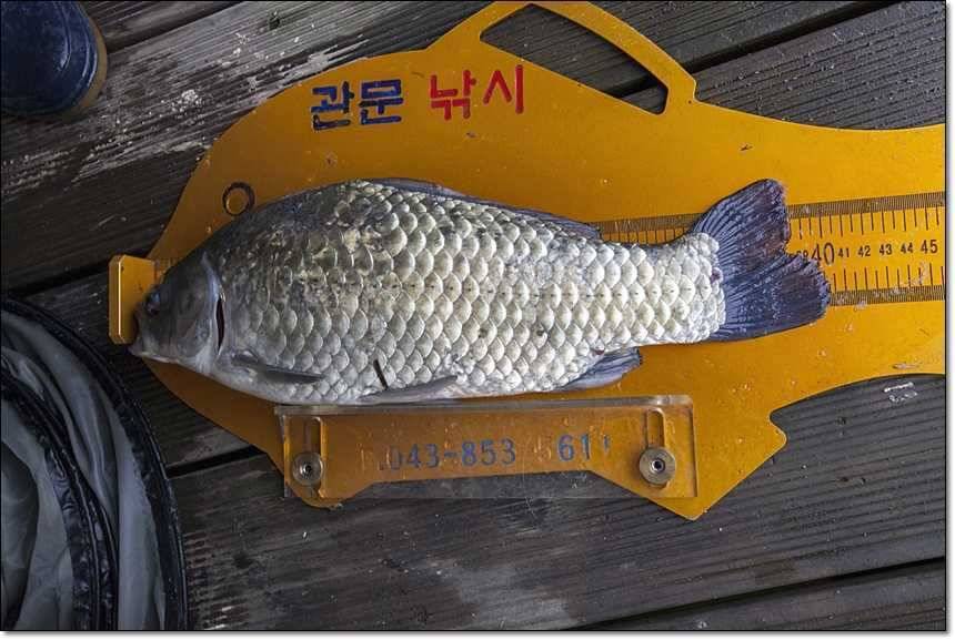신매 사짜병호 사짜 (조황조행기 - 특파원조황)