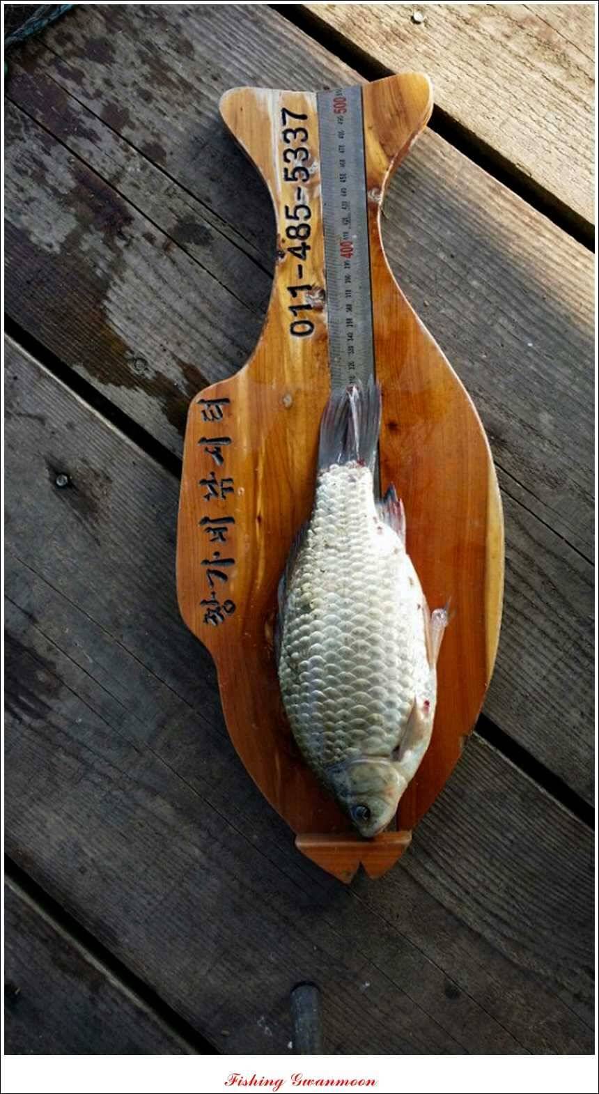 짱가네 39 cm실리곡 월척 (조황조행기 - 특파원조황)