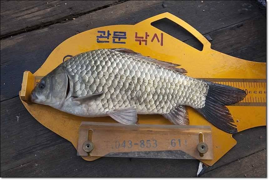 늘푸른 445cm병호 사짜 (조황조행기 - 특파원조황)