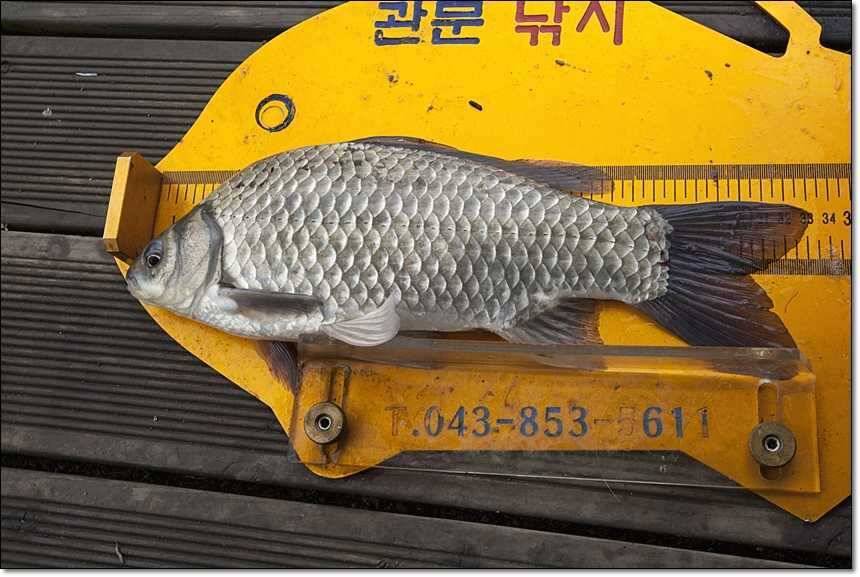 신매 사짜병호 사짜 (조황조행기 - 특파원조황)