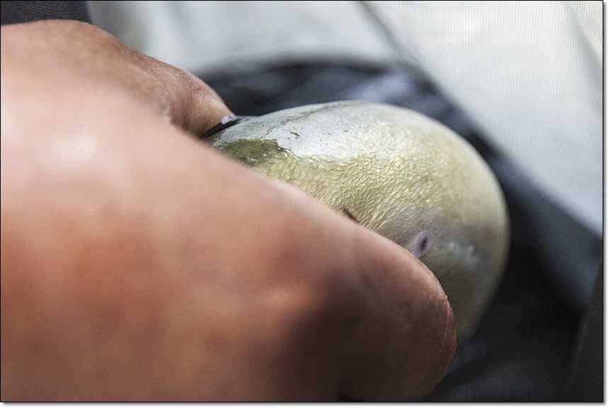신매 사짜병호 사짜 (조황조행기 - 특파원조황)