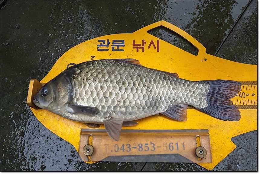 신매 사짜병호 사짜 (조황조행기 - 특파원조황)