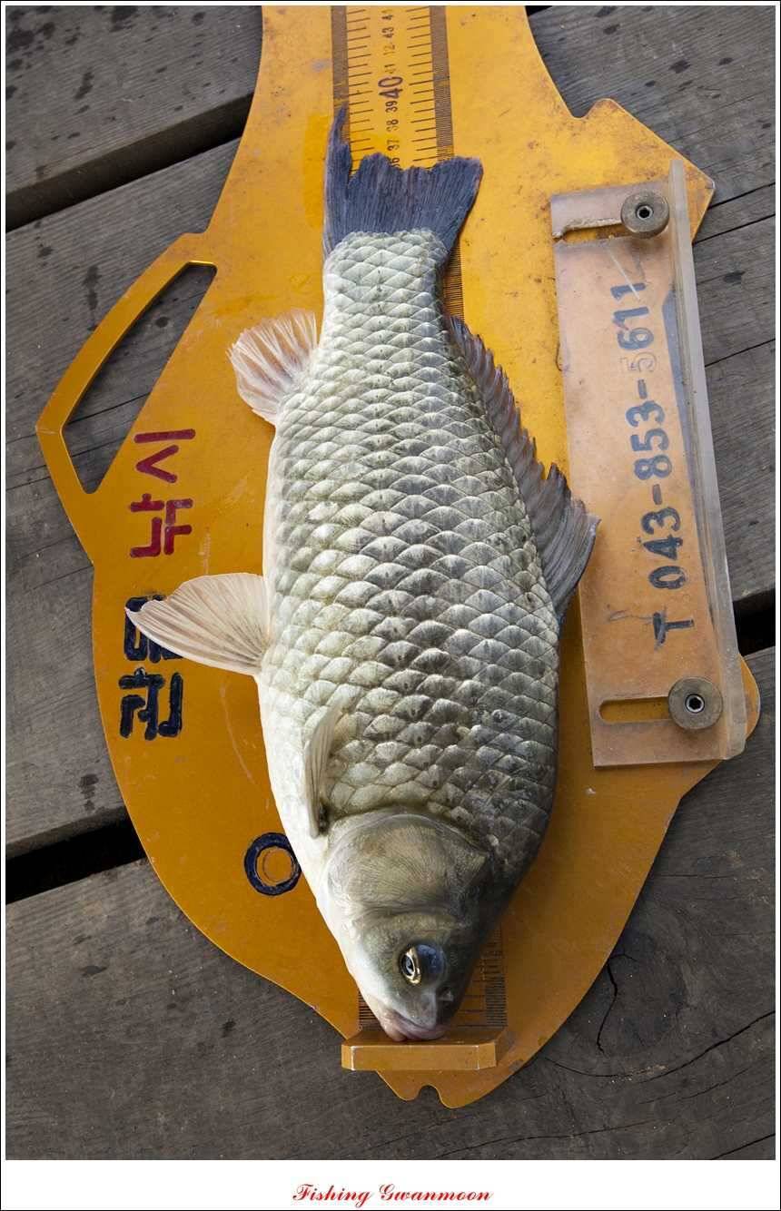 대류 한버들 415 cm 와 사짜급 대물 (조황조행기 - 특파원조황)