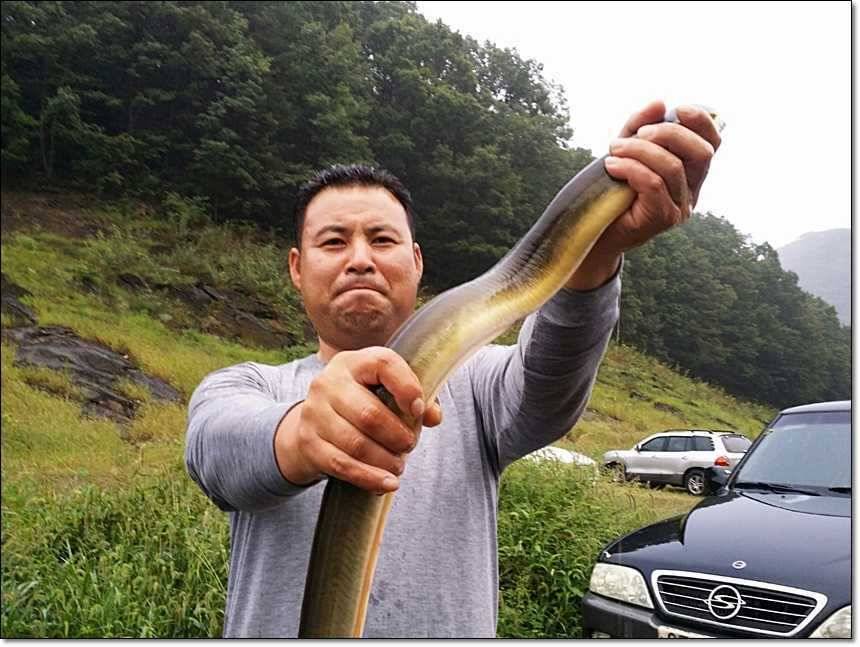 명서리 대물늘푸른 장어 (조황조행기 - 특파원조황)