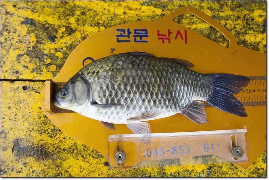 신매 사짜병호 사짜 (조황조행기 - 특파원조황)