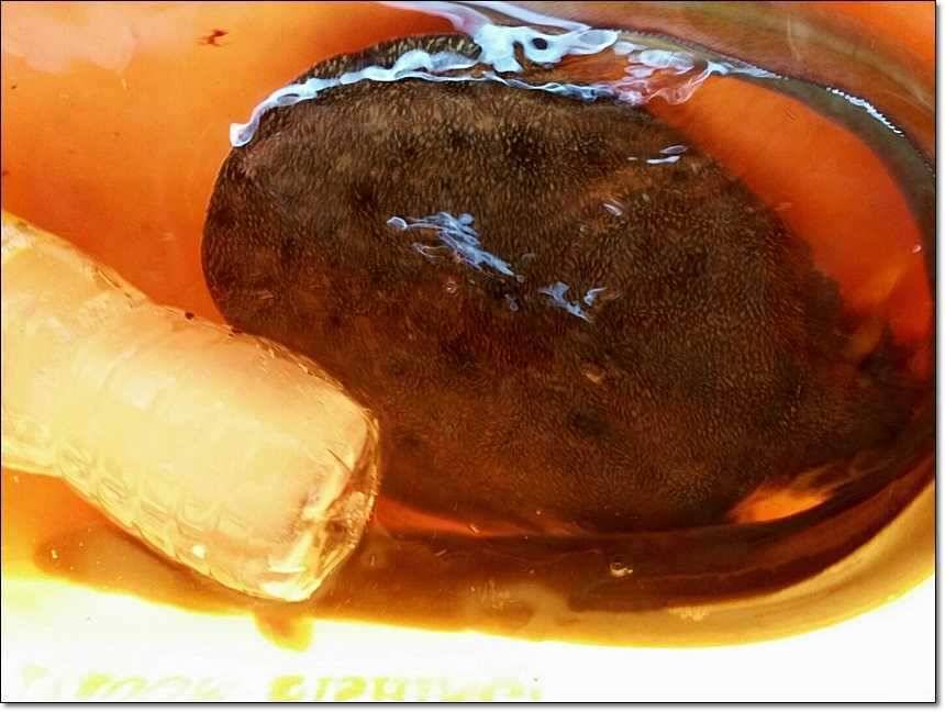 명서리 대물늘푸른 장어 (조황조행기 - 특파원조황)