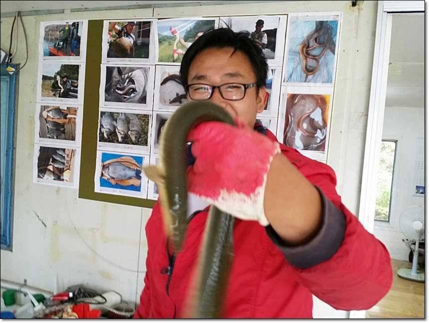 명서리 대물늘푸른 장어 (조황조행기 - 특파원조황)