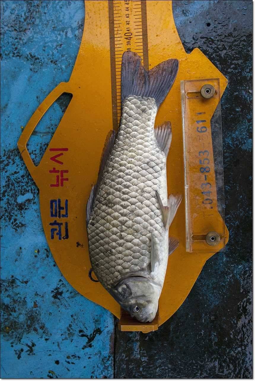 신매 사짜병호 사짜 (조황조행기 - 특파원조황)