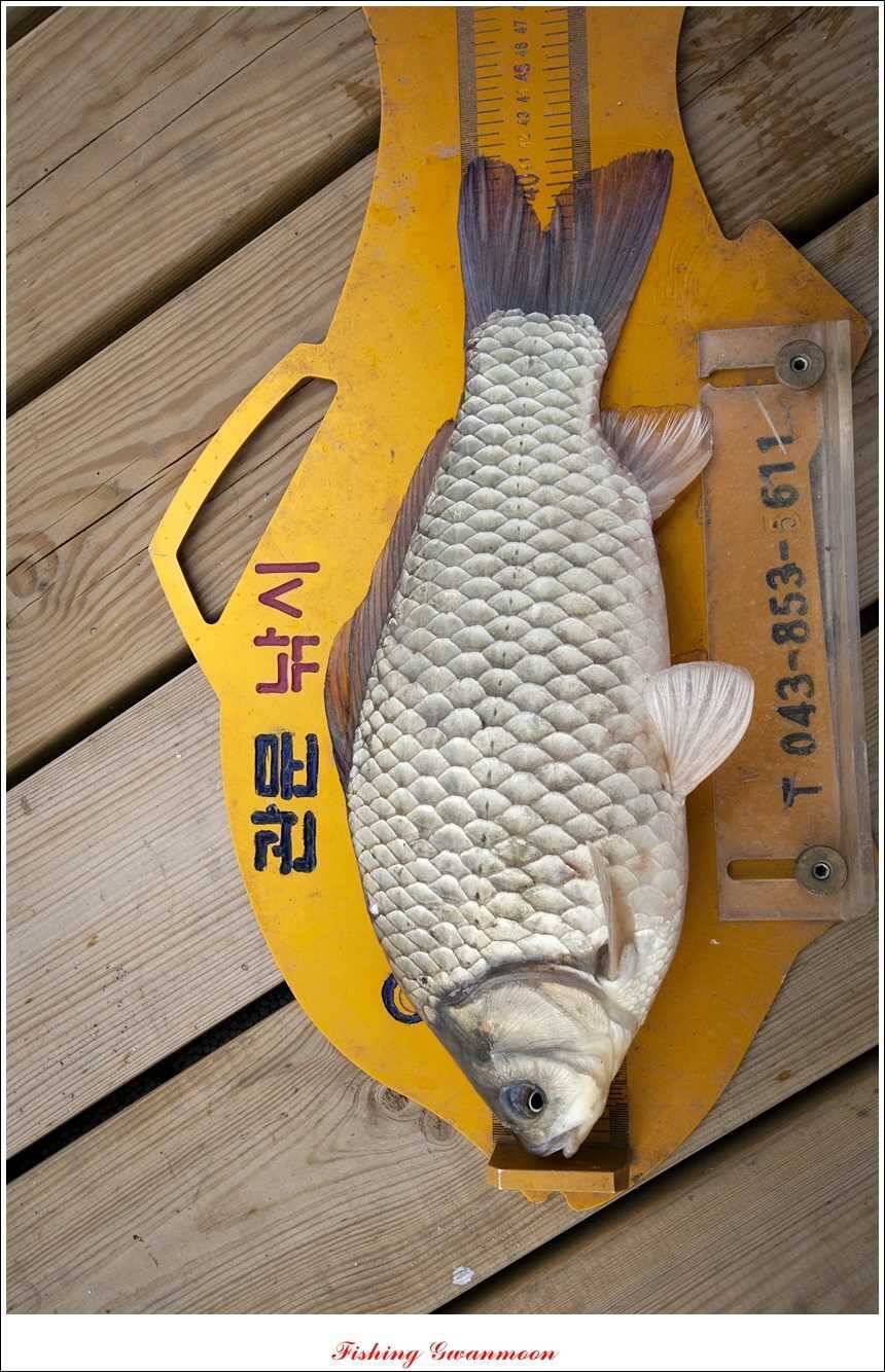 대류 한버들 415 cm 와 사짜급 대물 (조황조행기 - 특파원조황)