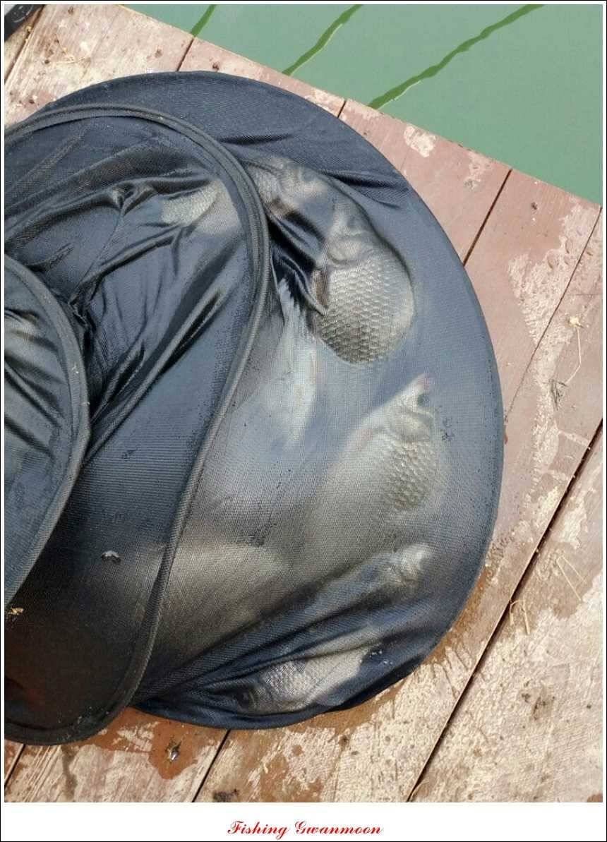한버들 사짜실리곡 화곡지 월척 (조황조행기 - 특파원조황)