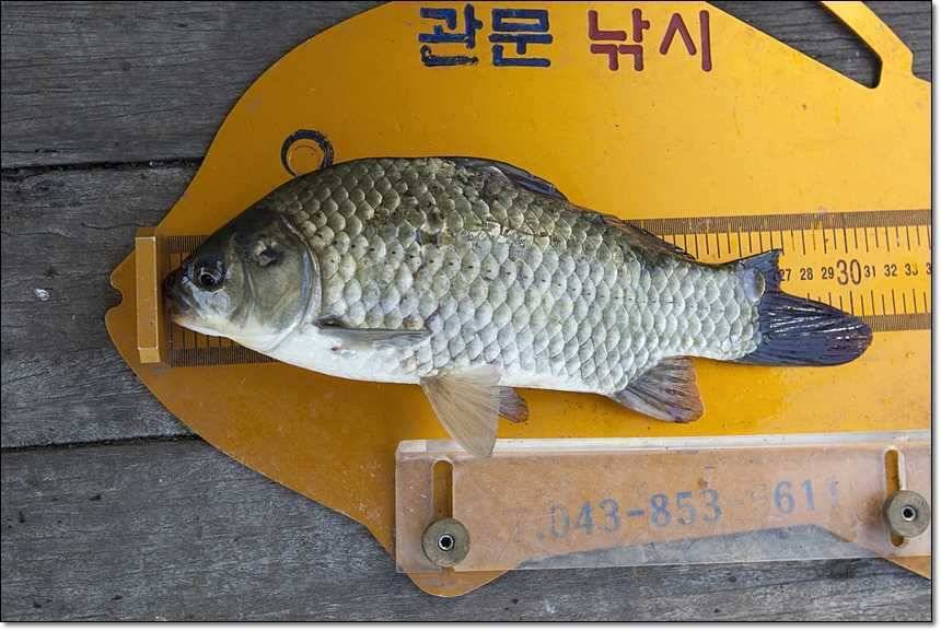 솔 395 cm신매 월척 (조황조행기 - 특파원조황)
